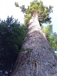 IMG_20200414_093352_6
