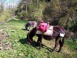 Wandern mit Lotte und Jorinde